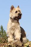 CAIRN TERRIER 041